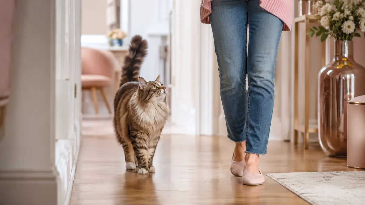 Why Does My Cat Follow Me Everywhere? 8 Reasons You’re Apparently Not Allowed to Be Alone