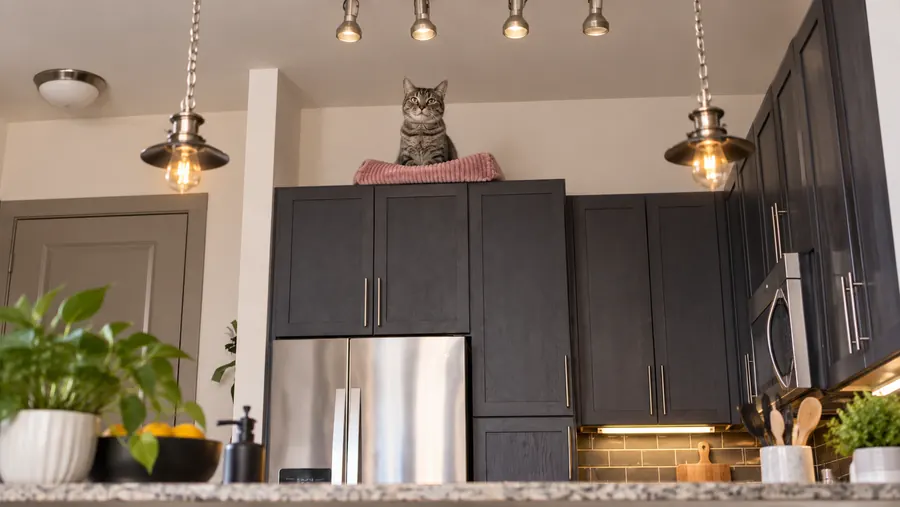 Tabby cat sitting in a bed above the refrigerator in a modern kitchen