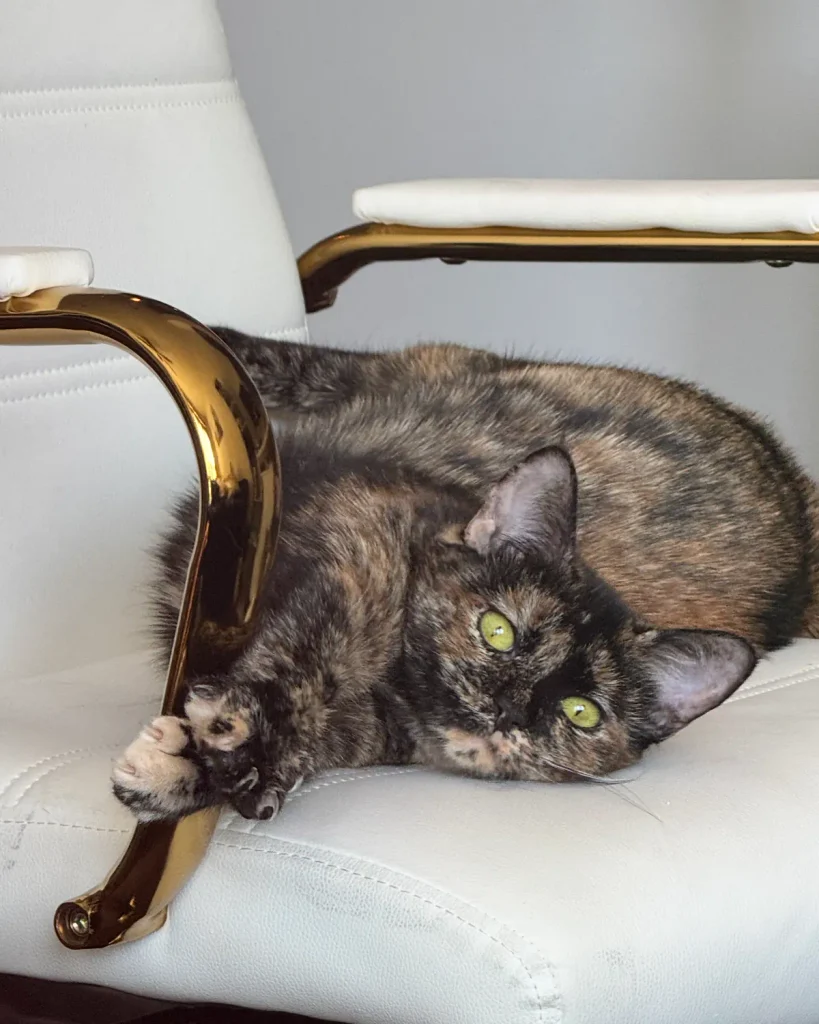Galaxy, a tortoiseshell cat and CatSassy Head of Household