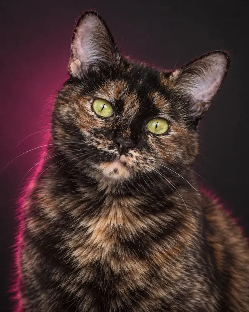 Galaxy, a tortoiseshell cat and CatSassy Head of Household